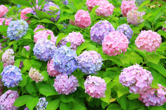 内なる雨季を晴らす〜梅雨の心と体を癒す香りの養生法