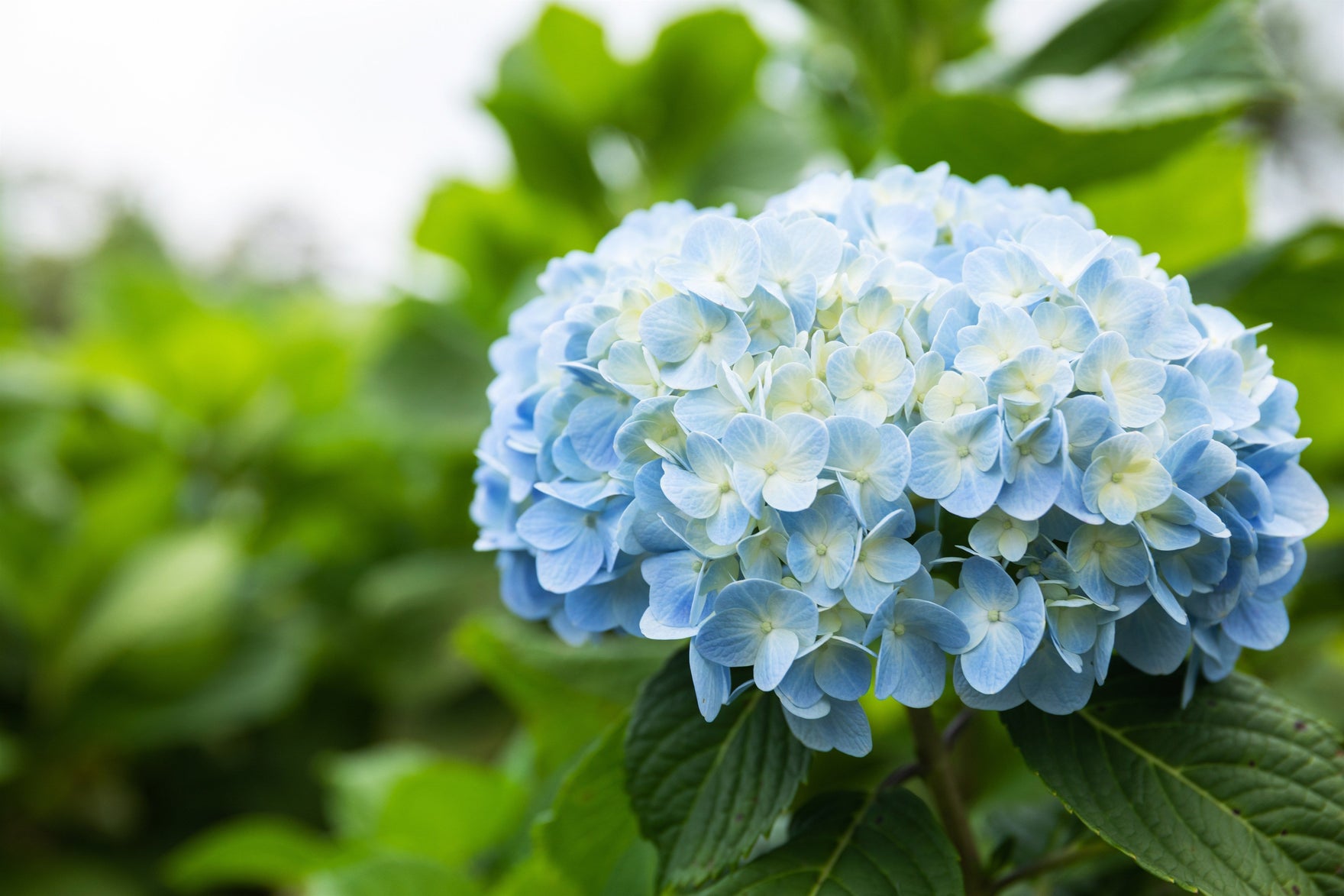 雨上がりに咲く青い紫陽花。梅雨の静けさと初夏の光が交差する季節