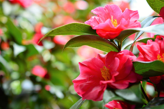 冬の入り口に咲きはじめた紅色の山茶花。立冬の七十二候「山茶始開」を思わせる十一月の花