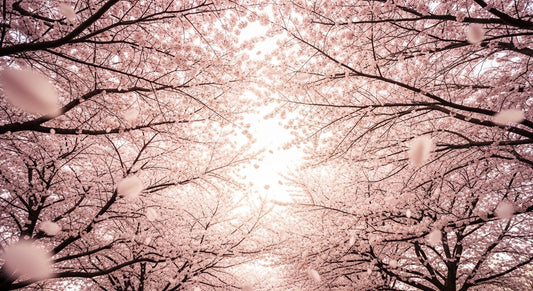 2026年4月 | 芽吹きと調和、そして内なる土へ還る静寂の旅